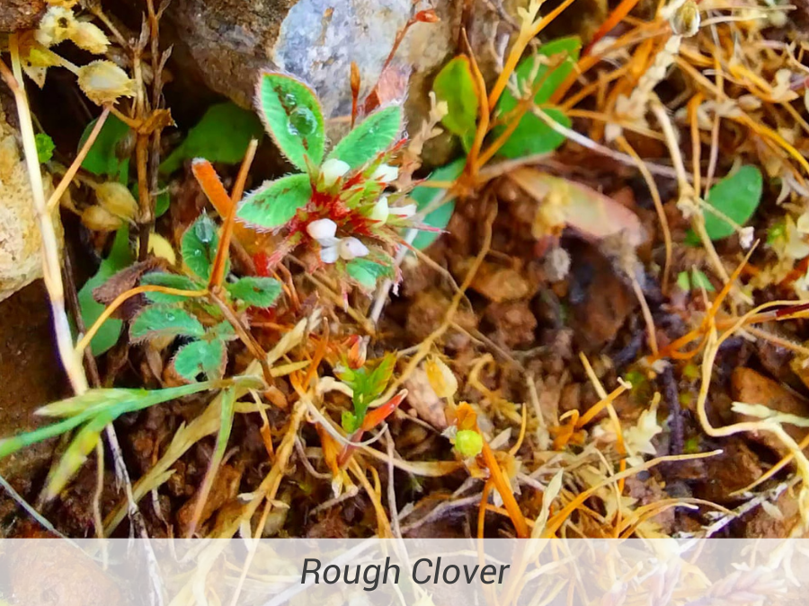 Rough Clover