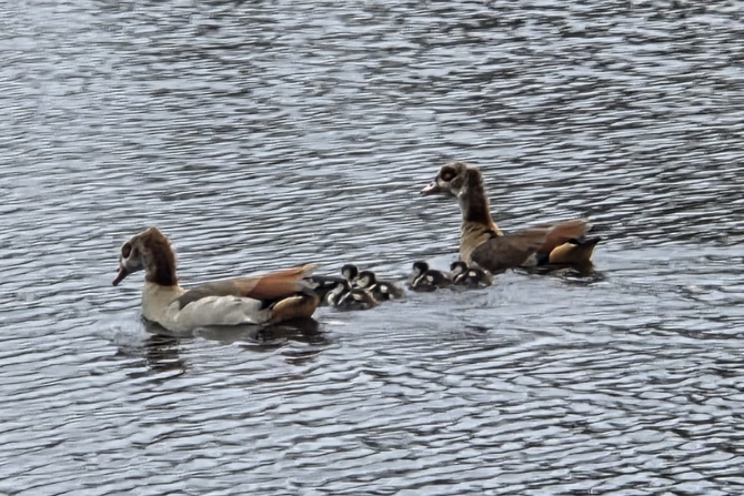 Egyptian Geese