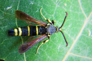A moth with a black body with bright yellow stripes and small brown wings perched on a green leaf.