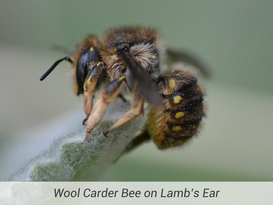 Wool Carder Bee