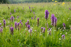Meadow