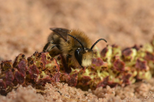 A close up of Early Colletes on a red and yellow plant on the ground