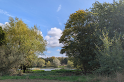 Meadow