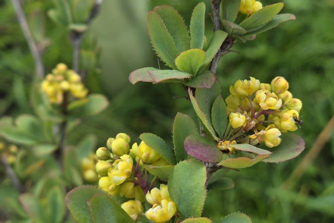 Barberry