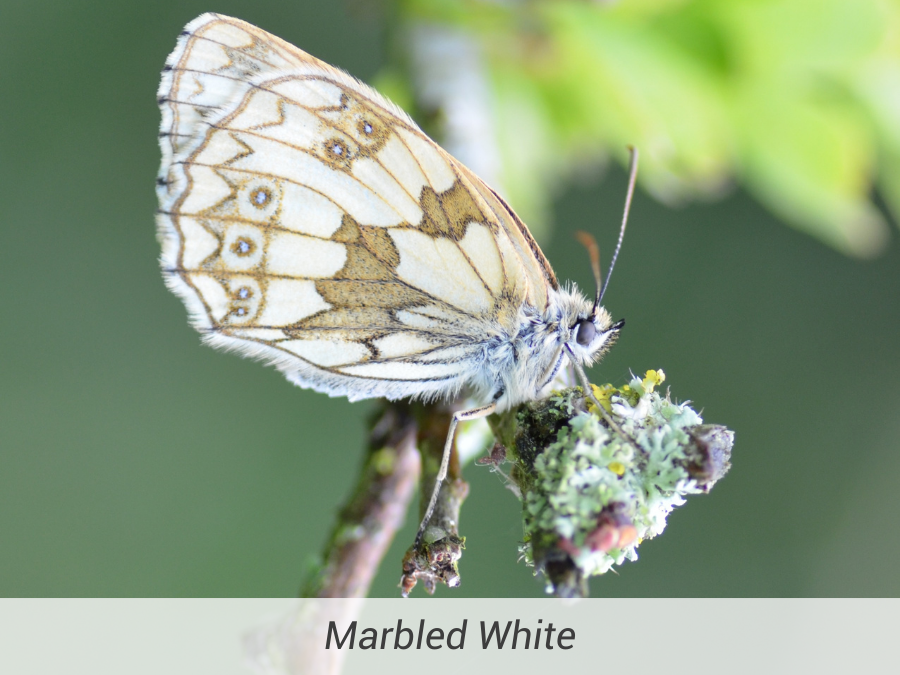 Marbled White