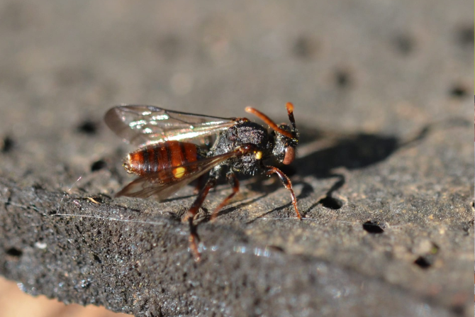 Yellow-shouldered Nomad Bee