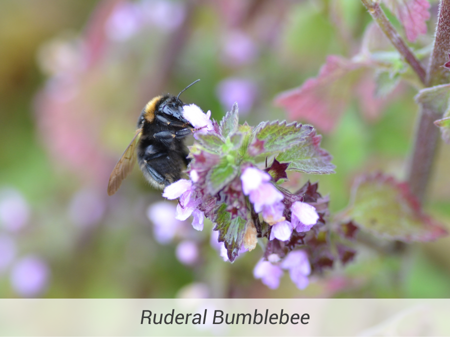 Ruderall Bumblebee