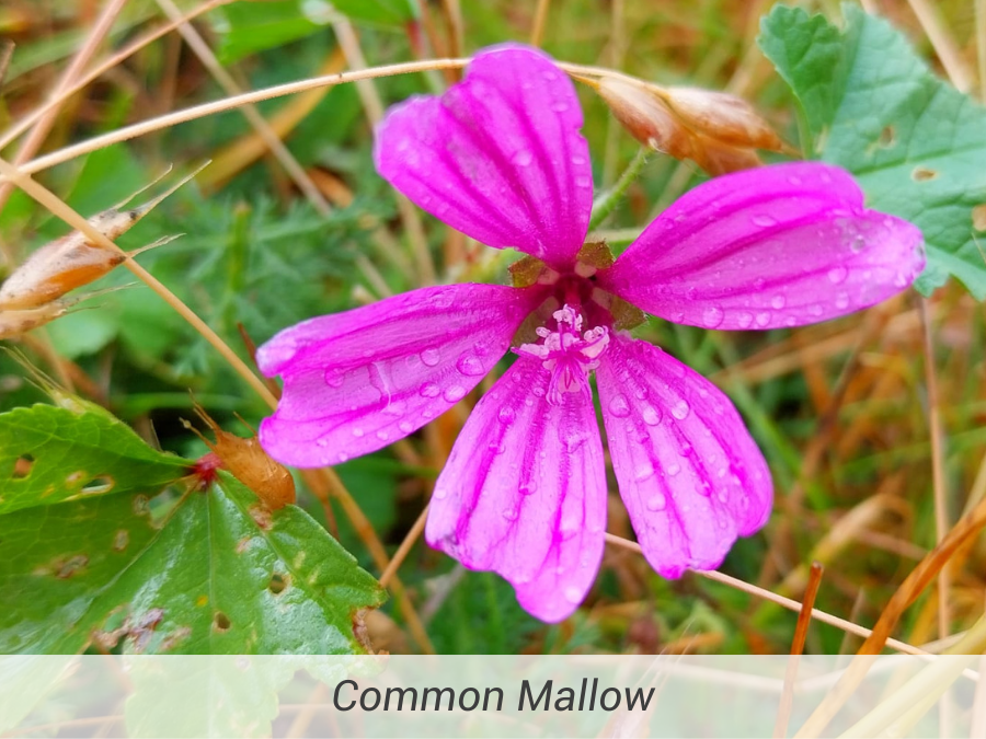 Common Mallow