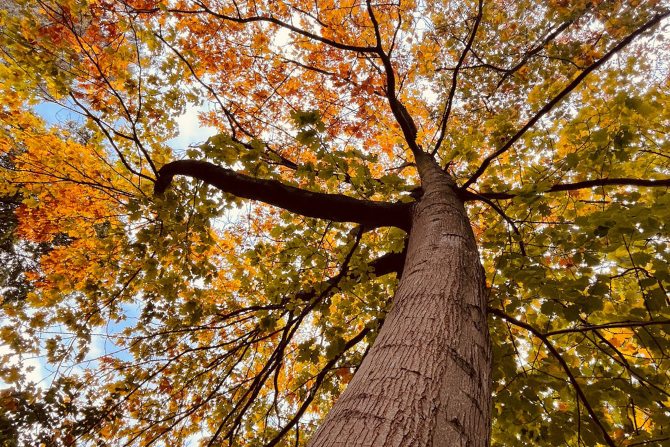 look up at autumn tree