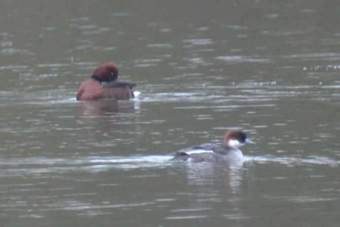 Ferruginous duck (left) and female Smew