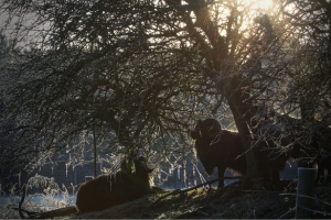 Black Hebridean sheep on a hillside behind tree branches at dawn