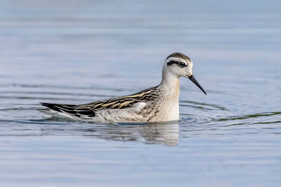 Red-necked Phalarope by Stuart Edgar