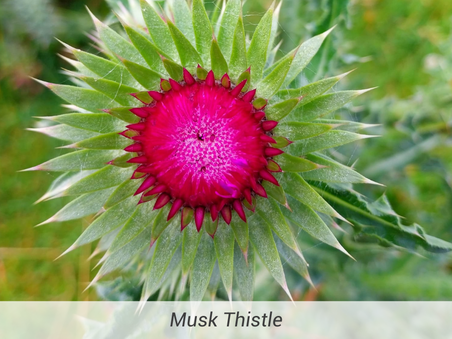 Musk Thistle