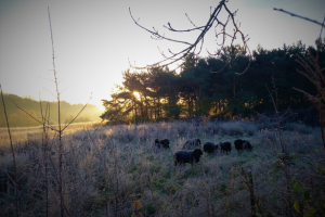 Hebridean sheep graze on a hillside at sunrise