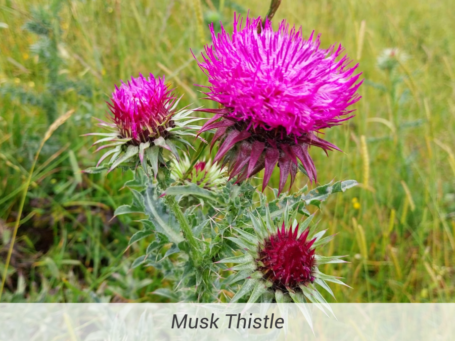 Musk Thistle