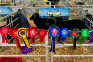 Two black Hebridean sheep in a coop with lots of brightly coloured rosettes attached