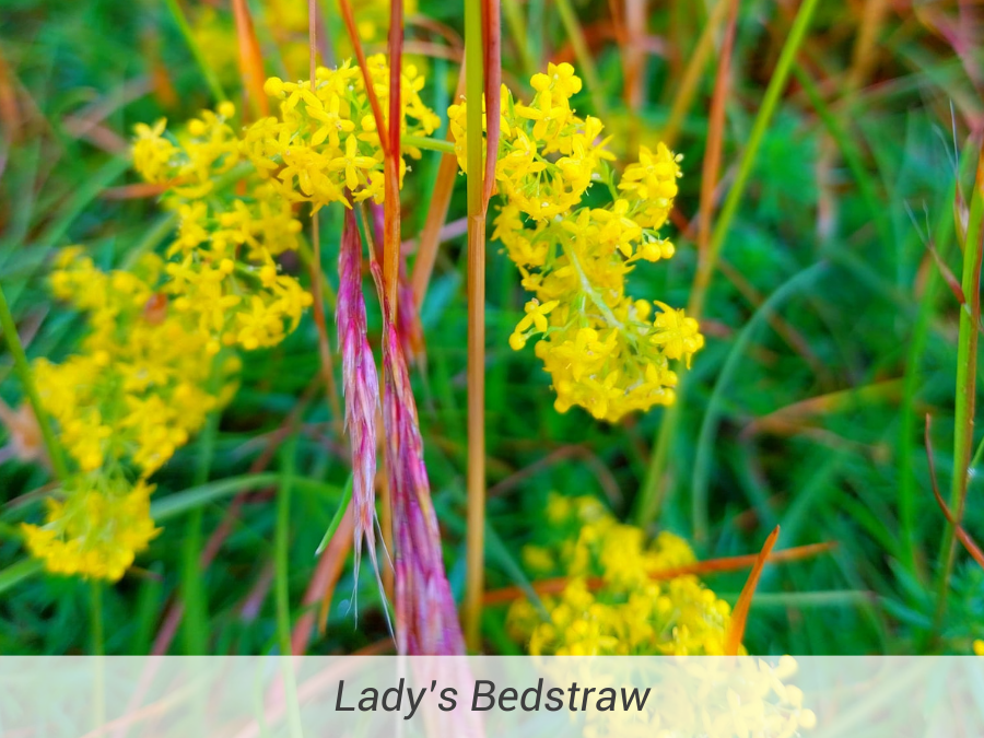 Lady's Bedstraw