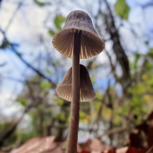 Angel's bonnet