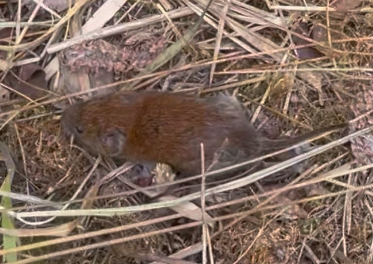 bank vole