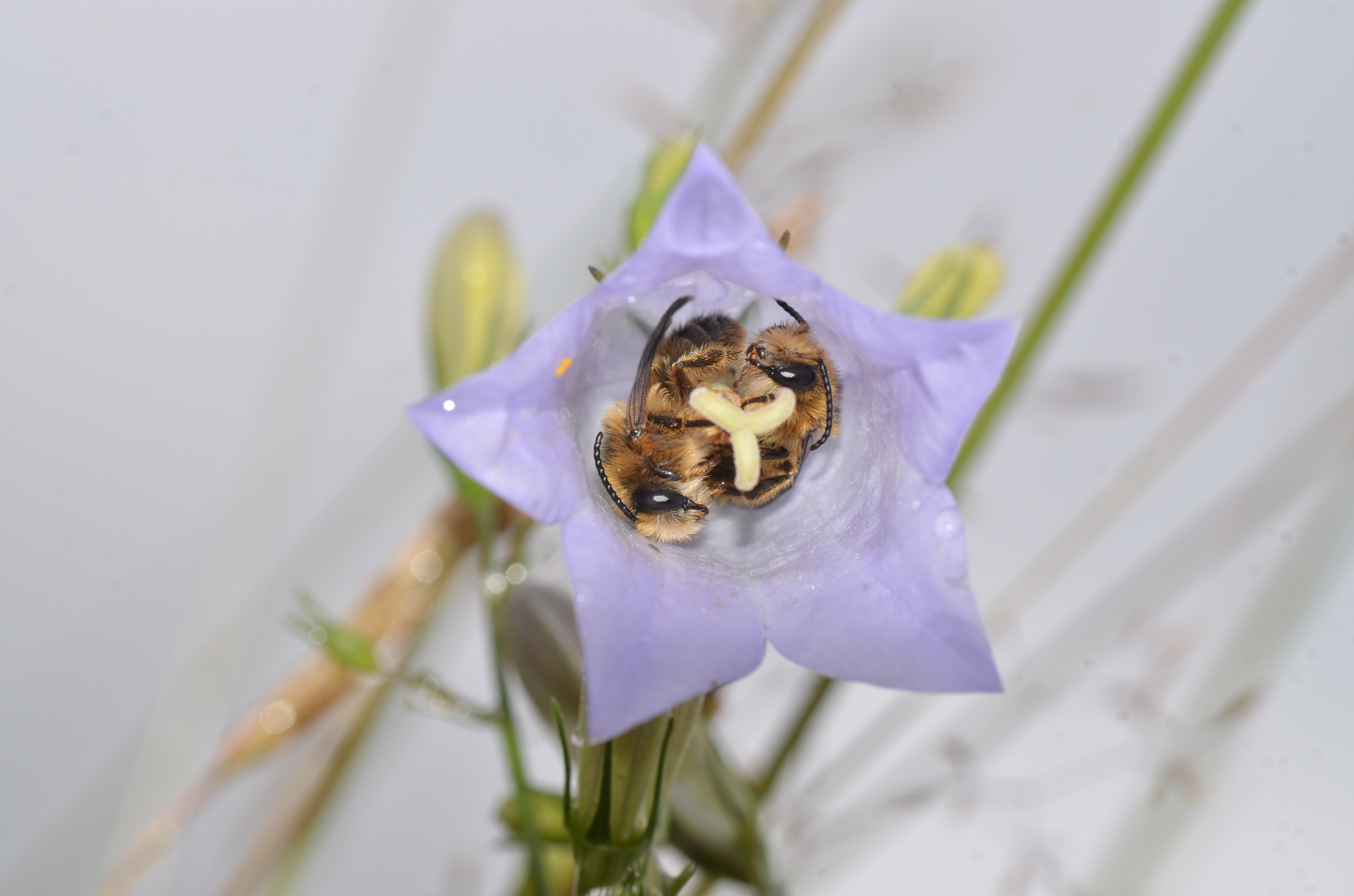 Bellflower bees cuddling in a flower
