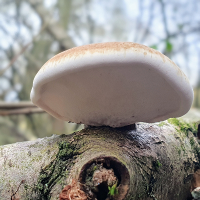 Birch polypore