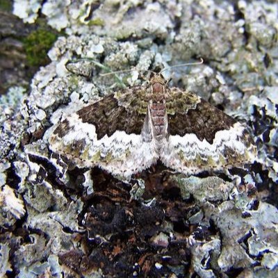 Cloaked Carpet moth