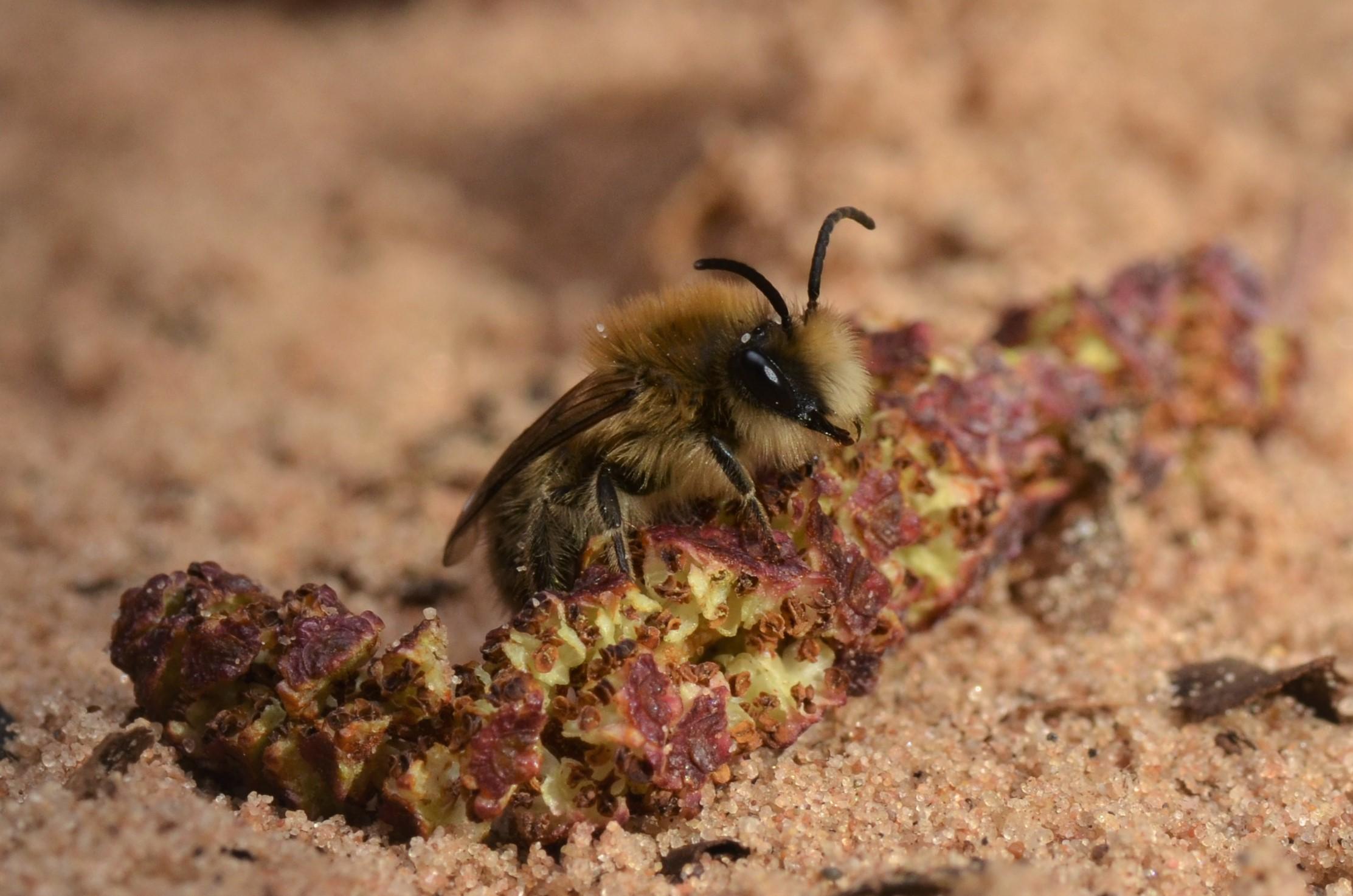 A photograph of the Spring Plasterer Bee