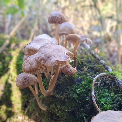 Common bonnet