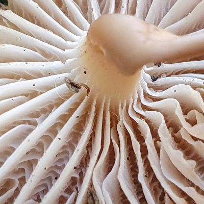 Common bonnet gills with cross veins