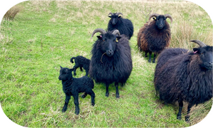Hebridean ewes and lambs