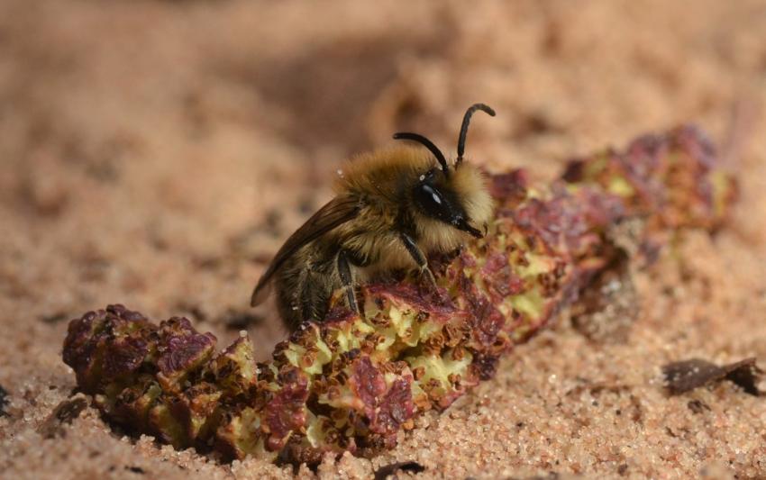 Image of rare bees found in Warwickshire