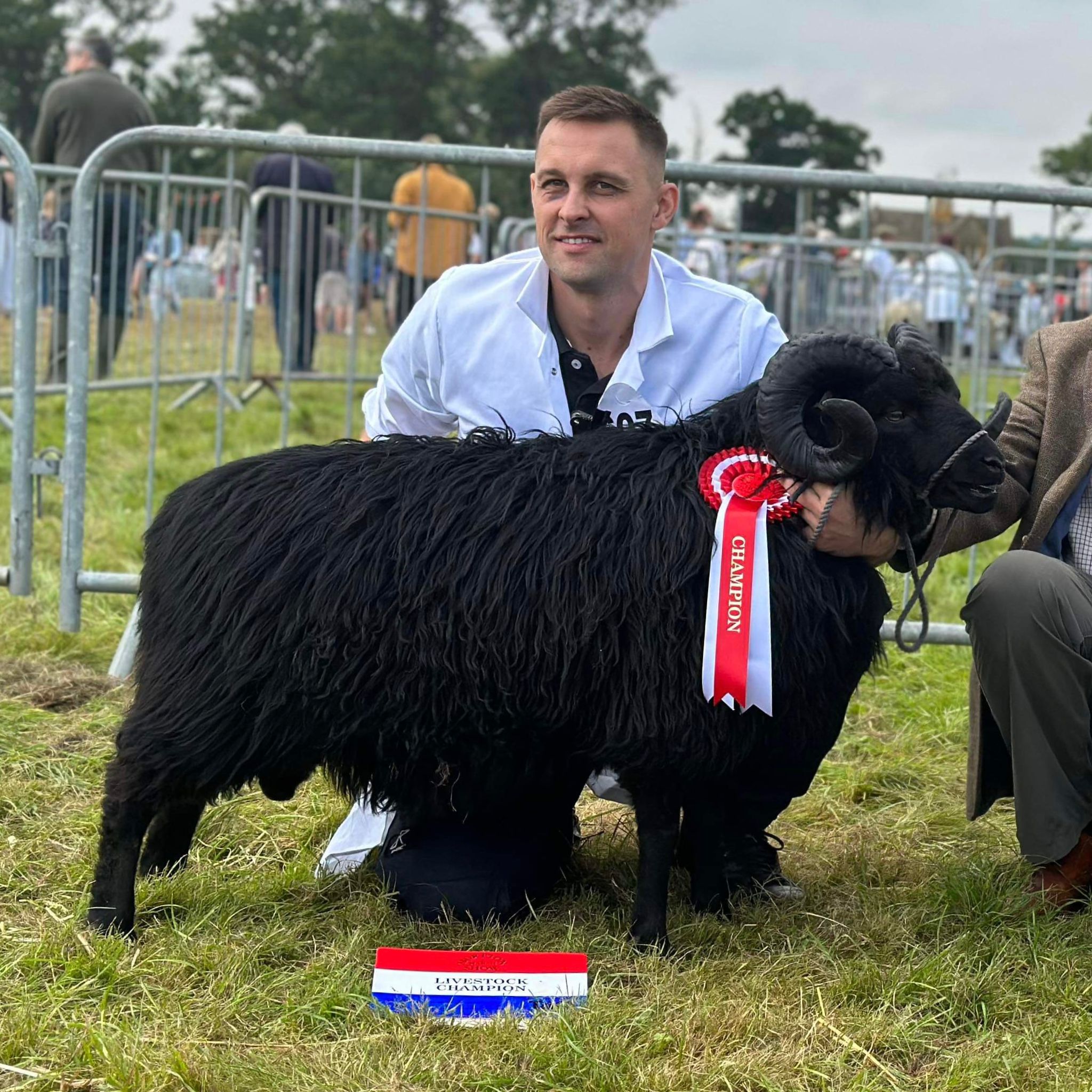 A man and a Hebridean Sheep, fluffy and black all over with small horns, having won a prize at a show