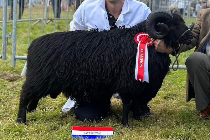 Picture of award-winning black sheep found at Ryton Pools