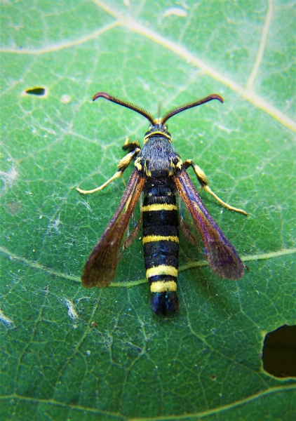Dusky Clearwing