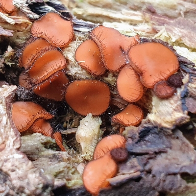 Eyelash fungus