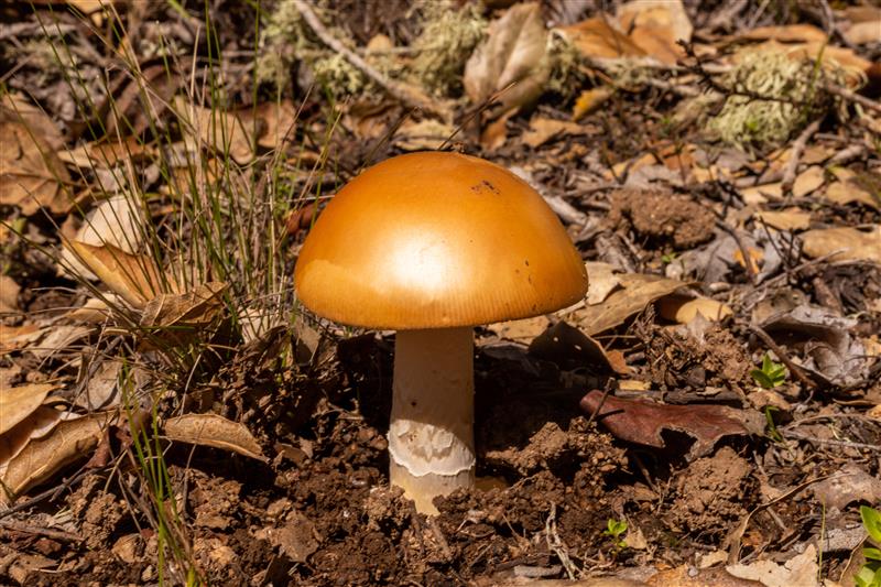 Golden waxcap