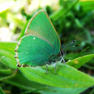 Green Hairstreak moth