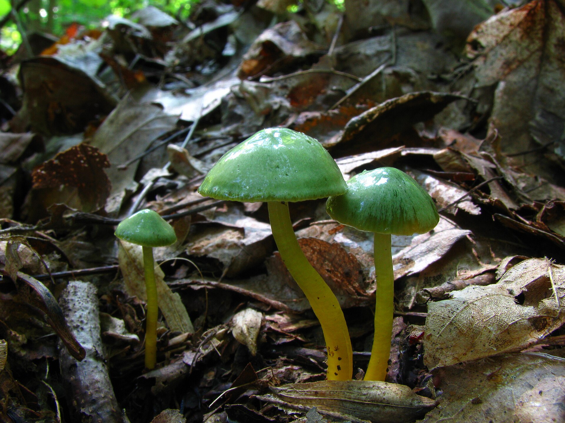 Parrot Waxcap