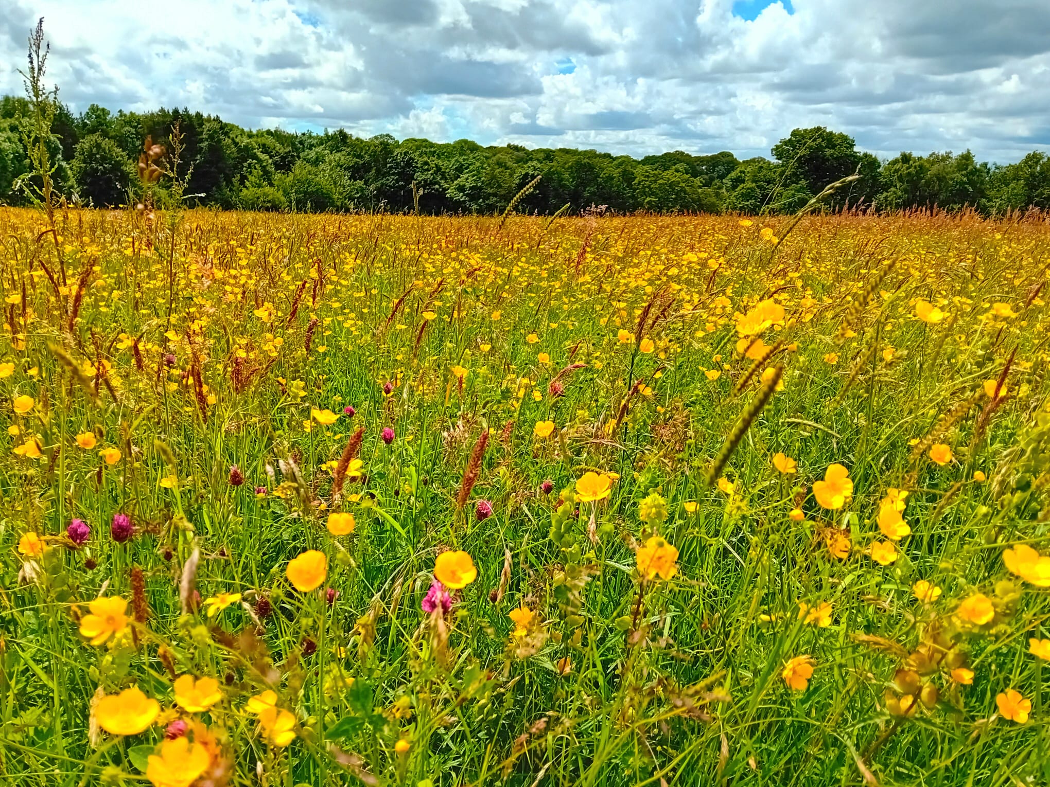 Ryton Pools wildflowers