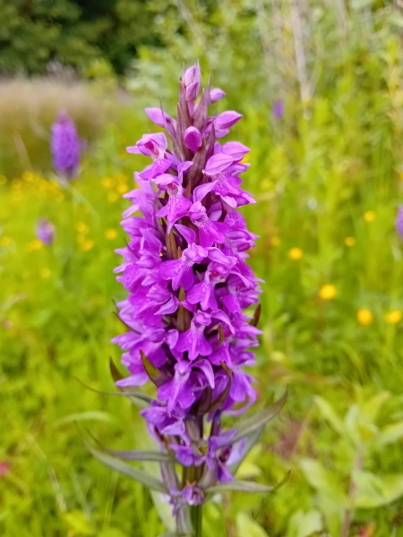 Pyramidal Orchid