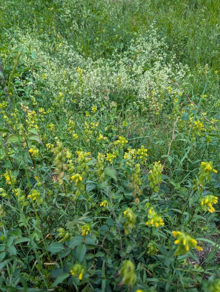 Wildflowers