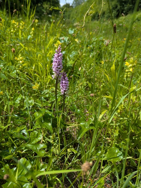 Common Spotted Orchid