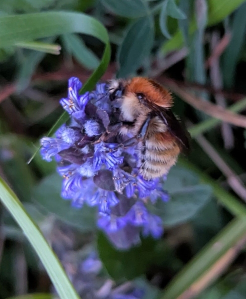 Brown-banded Carder Bee