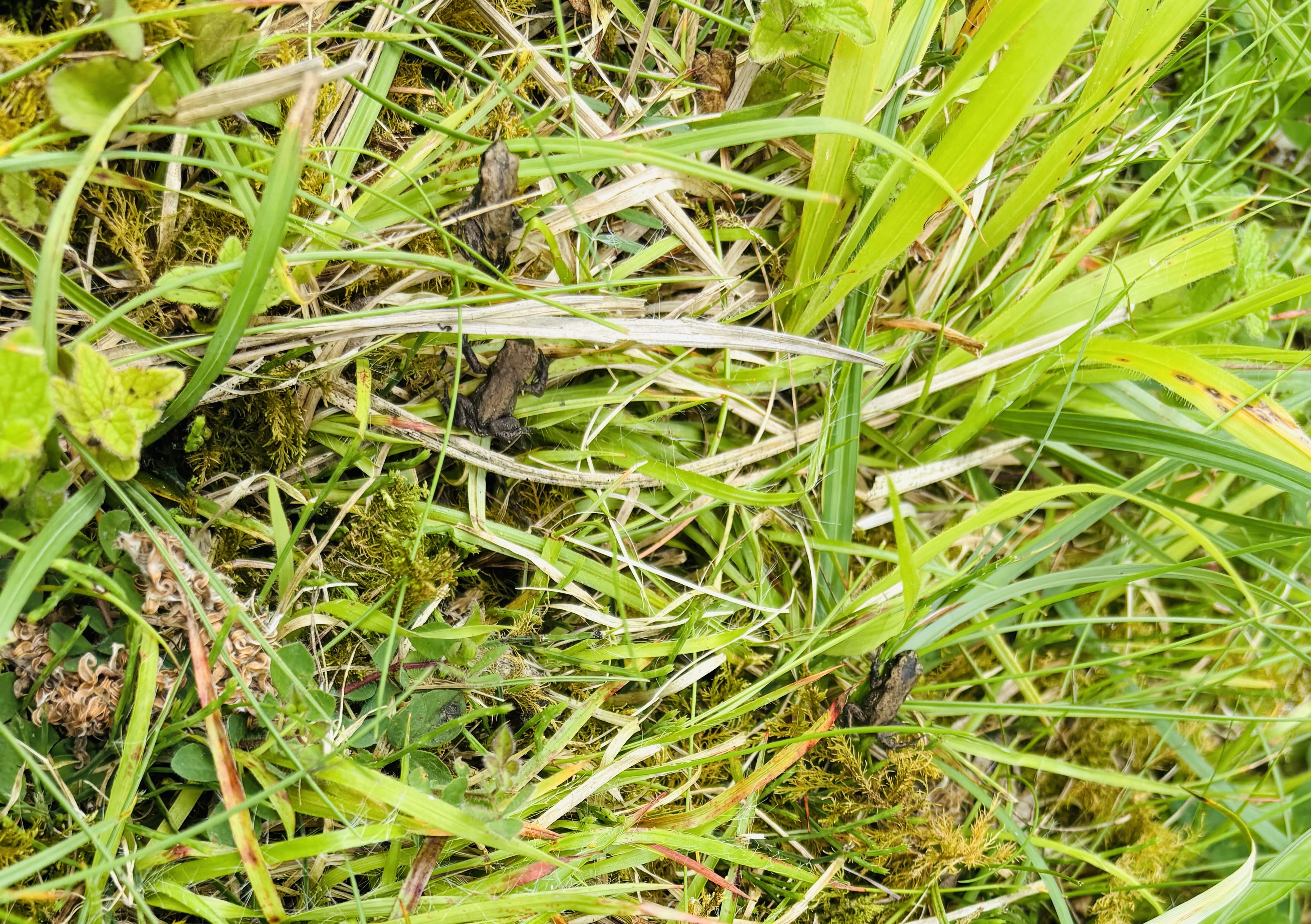 Toadlets at Ryton Pools