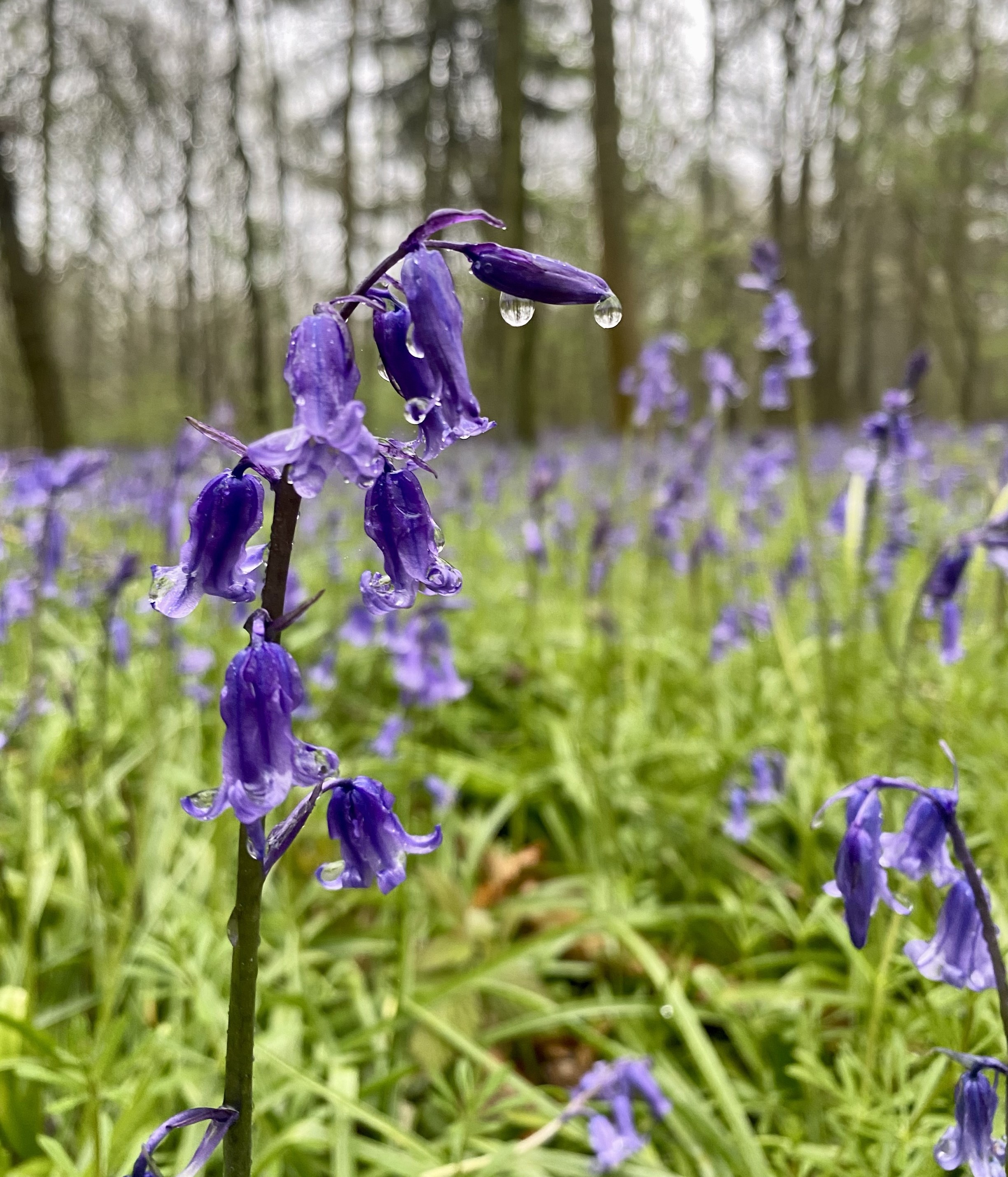 bluebell