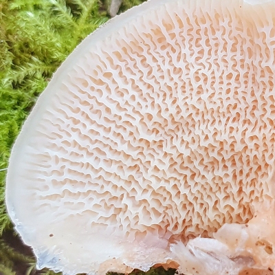 Jelly rot underside wrinkles