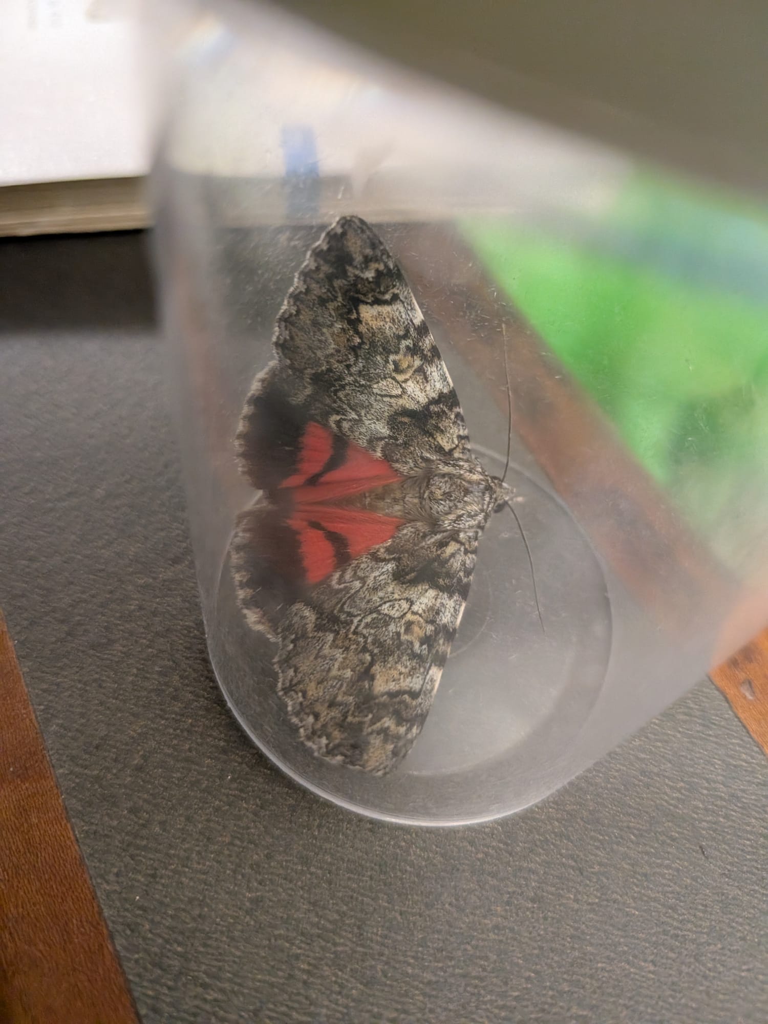 Light crimson underwing