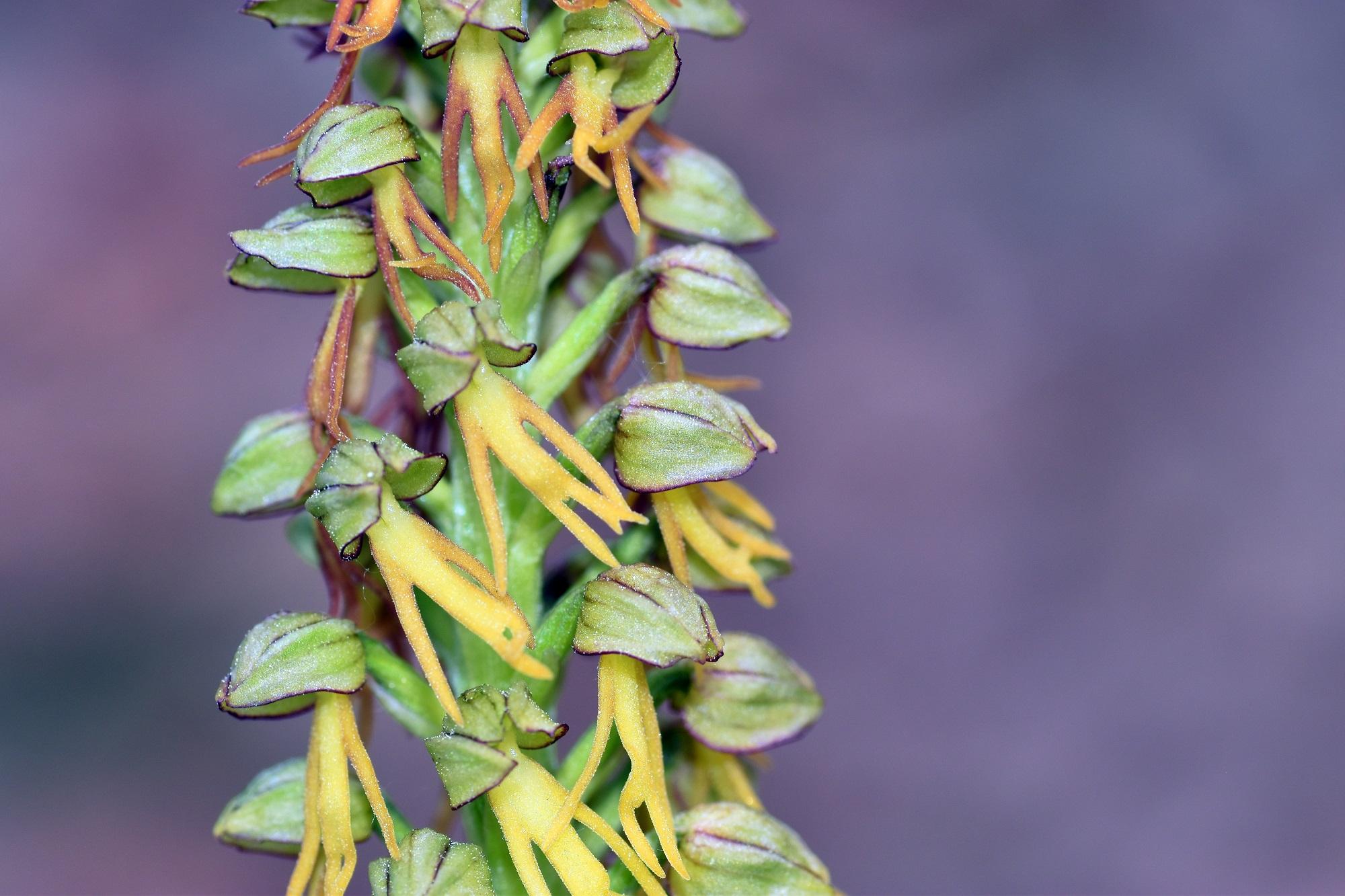 Photograph of a Man Orchid