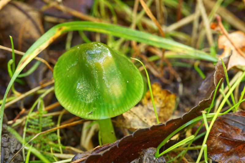 Parrot Waxcap