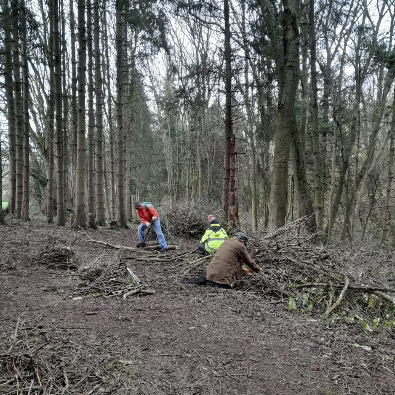 volunteers at work in Foxes Covert